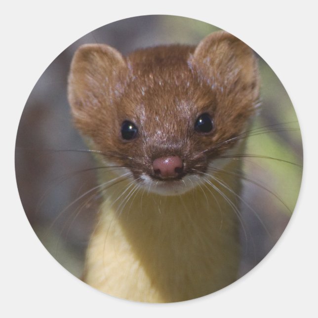 Long-tailed Weasel Classic Round Sticker (Front)