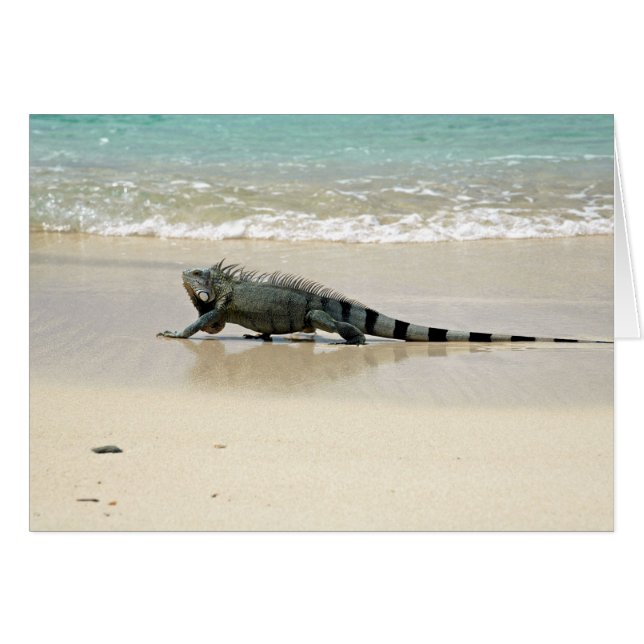 Long Walks on the Beach (Front Horizontal)