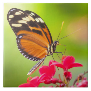 Long wing butterfly on a red flower tile