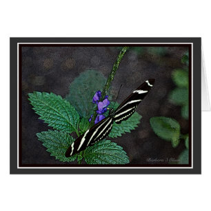 Long Wing Zebra Butterfly