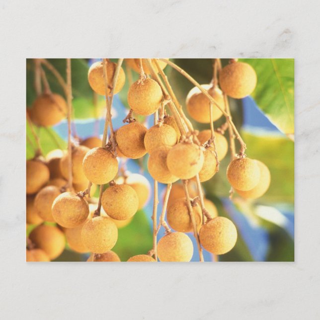Longan fruits postcard (Front)