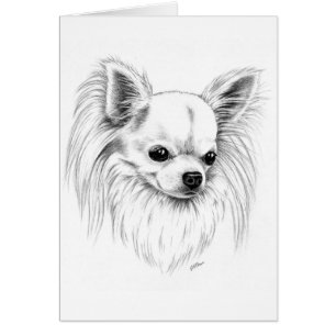 Longcoat chihuahua