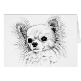 Longcoat chihuahua