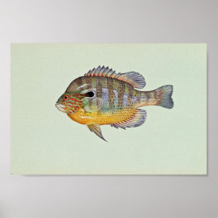 Longear sunfish poster