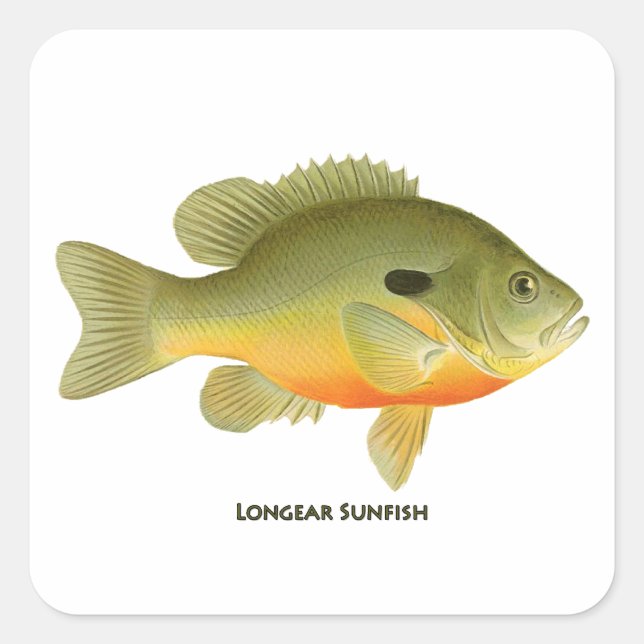 Longear Sunfish Square Sticker (Front)