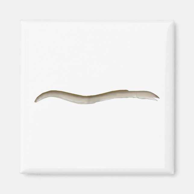 Longfin Snake-eel Magnet (Front)