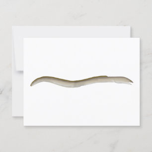 Longfin Snake-eel Postcard