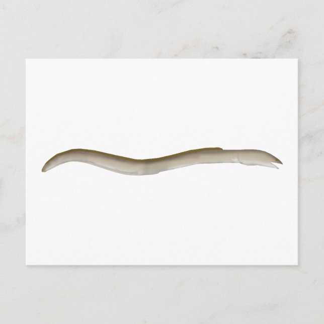 Longfin Snake-eel Postcard (Front)