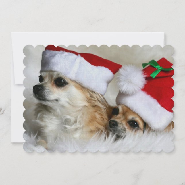 Longhair chihuahuas (Front)