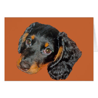 Longhair Dachshund Gift