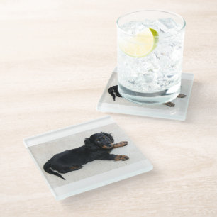 longhair-dachshund-puppy glass coaster
