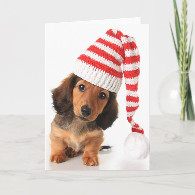 Longhair Dachshund Puppy Holiday Card (Front)