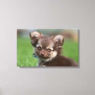Longhaired Chihuahua Puppy Looking at Camera Canvas Print