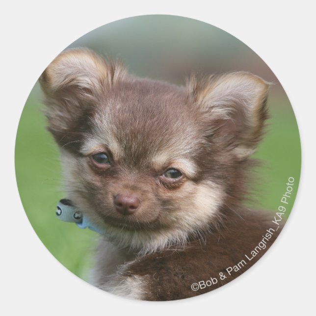 Longhaired Chihuahua Puppy Looking at Camera Classic Round Sticker (Front)