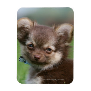 Longhaired Chihuahua Puppy Looking at Camera Magnet