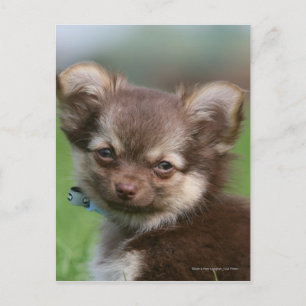Longhaired Chihuahua Puppy Looking at Camera Postcard