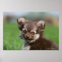 Longhaired Chihuahua Puppy Looking at Camera