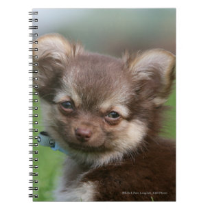Longhaired Chihuahua Puppy Looking at Camera Spiral Notebook