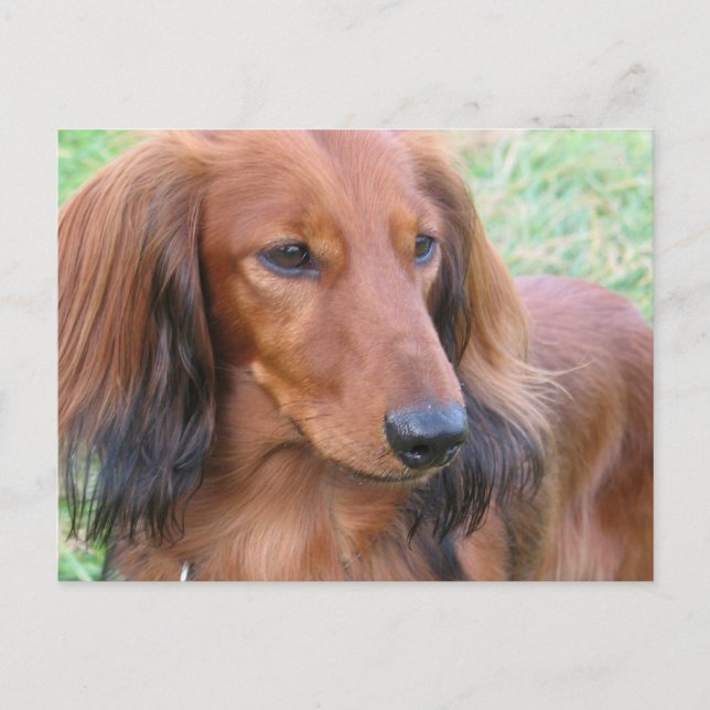 Longhaired Dachshund Postcard (Front)