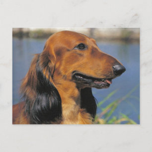 Longhaired Dachshund postcard