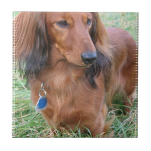 Longhaired Dachshund Tile
