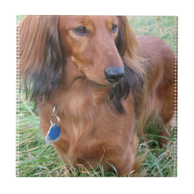 Longhaired Dachshund Tile (Front)