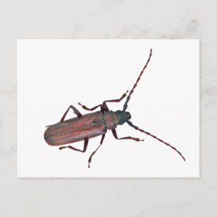 Longhorn Beetle Coordinating Items Postcard