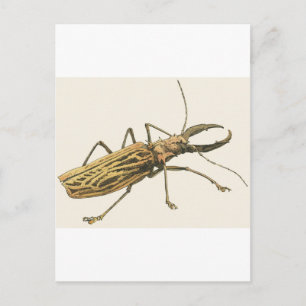 Longhorn Beetle Postcard