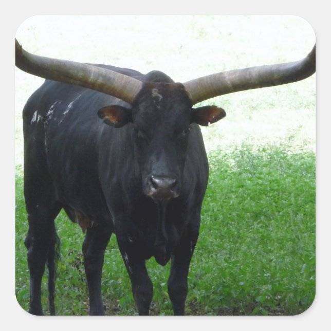 Longhorn Bull Sticker (Front)