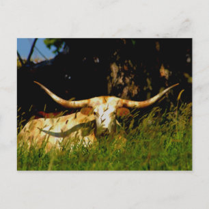 Longhorn cattle postcard