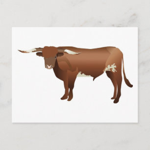 Longhorn Cattle Postcard