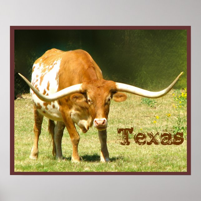 Longhorn Cattle Texas Poster (Front)