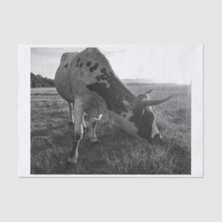 Longhorn Cow Black and White Photo Print Decoupage Tissue Paper