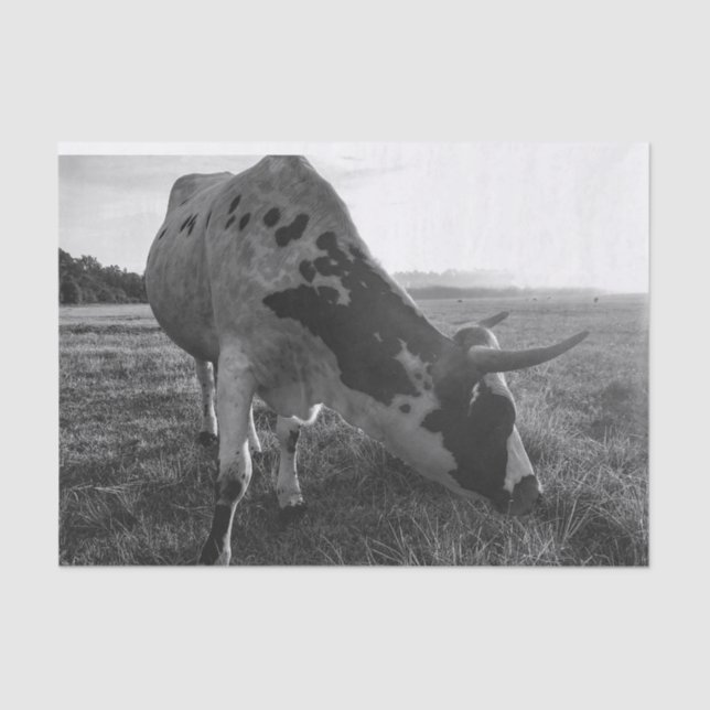 Longhorn Cow Black and White Photo Print Decoupage Tissue Paper (Front)