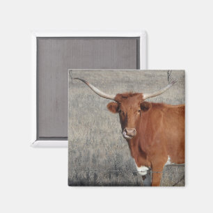 Longhorn Cow Licking her Nose Magnet