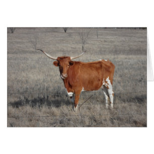 Longhorn Cow Licking Nose