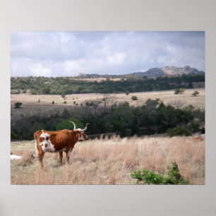 Longhorn in Wichita Mountains Wildlife Refuge Poster
