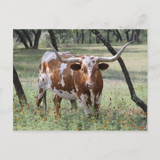 Longhorn Postcard (Front)