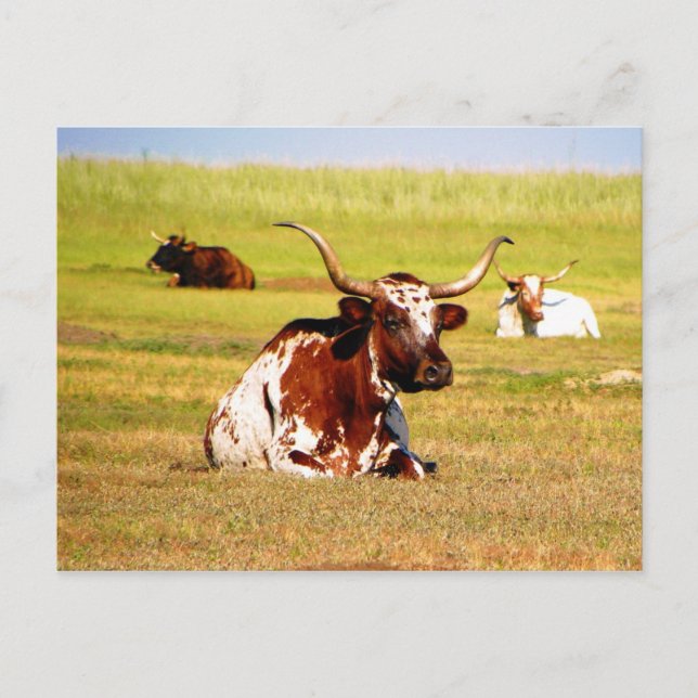 Longhorn Postcard (Front)