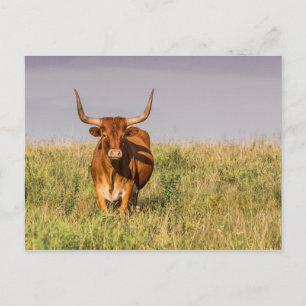 Longhorn Standing in a Field Postcard