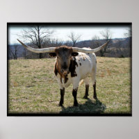 Longhorn Steer {2} -choose size & canvas