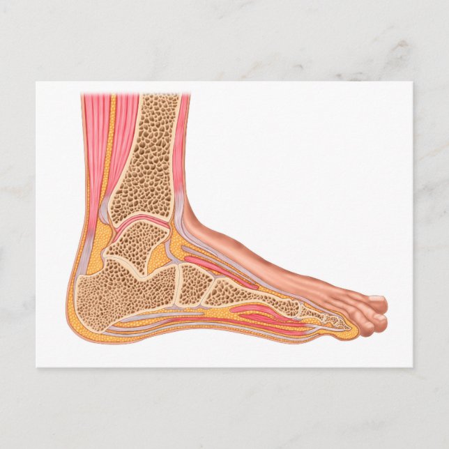 Longitudinal Section Of Human Foot Postcard (Front)