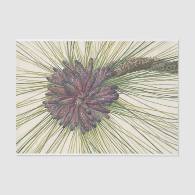 Longleaf Pine by Mary Vaux Walcott Tissue Paper (Front)
