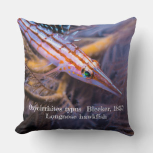 Longnose hawkfish cushion