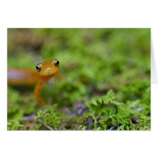 Longtail salamander face (Front Horizontal)