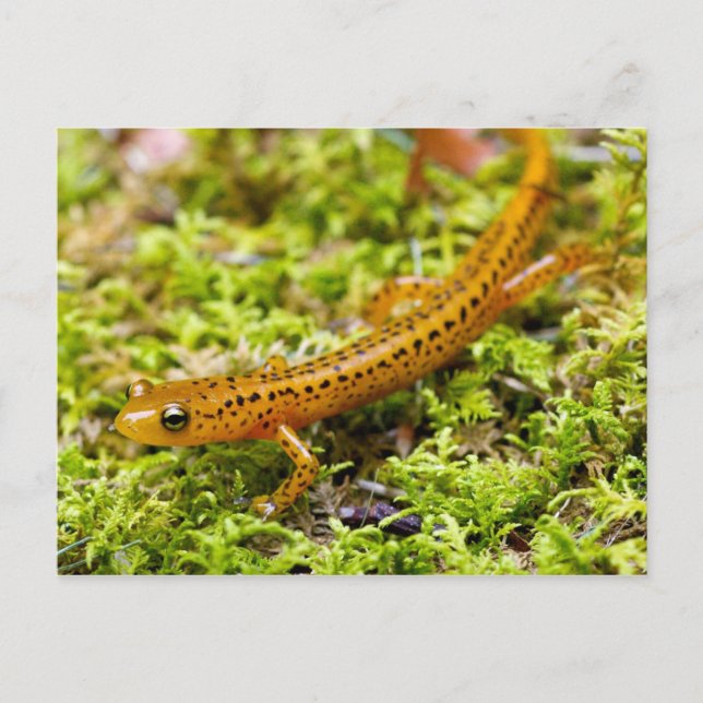 Longtail salamander postcard (Front)