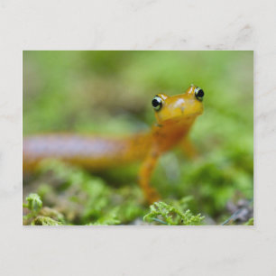 Longtail Salamander Postcard