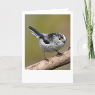 Longtailed tit. card