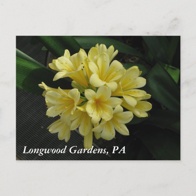 Longwood Gardens, PA Postcard (Front)