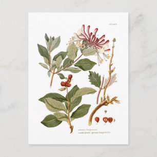 Lonicera periclymenum (Honeysuckle) Postcard